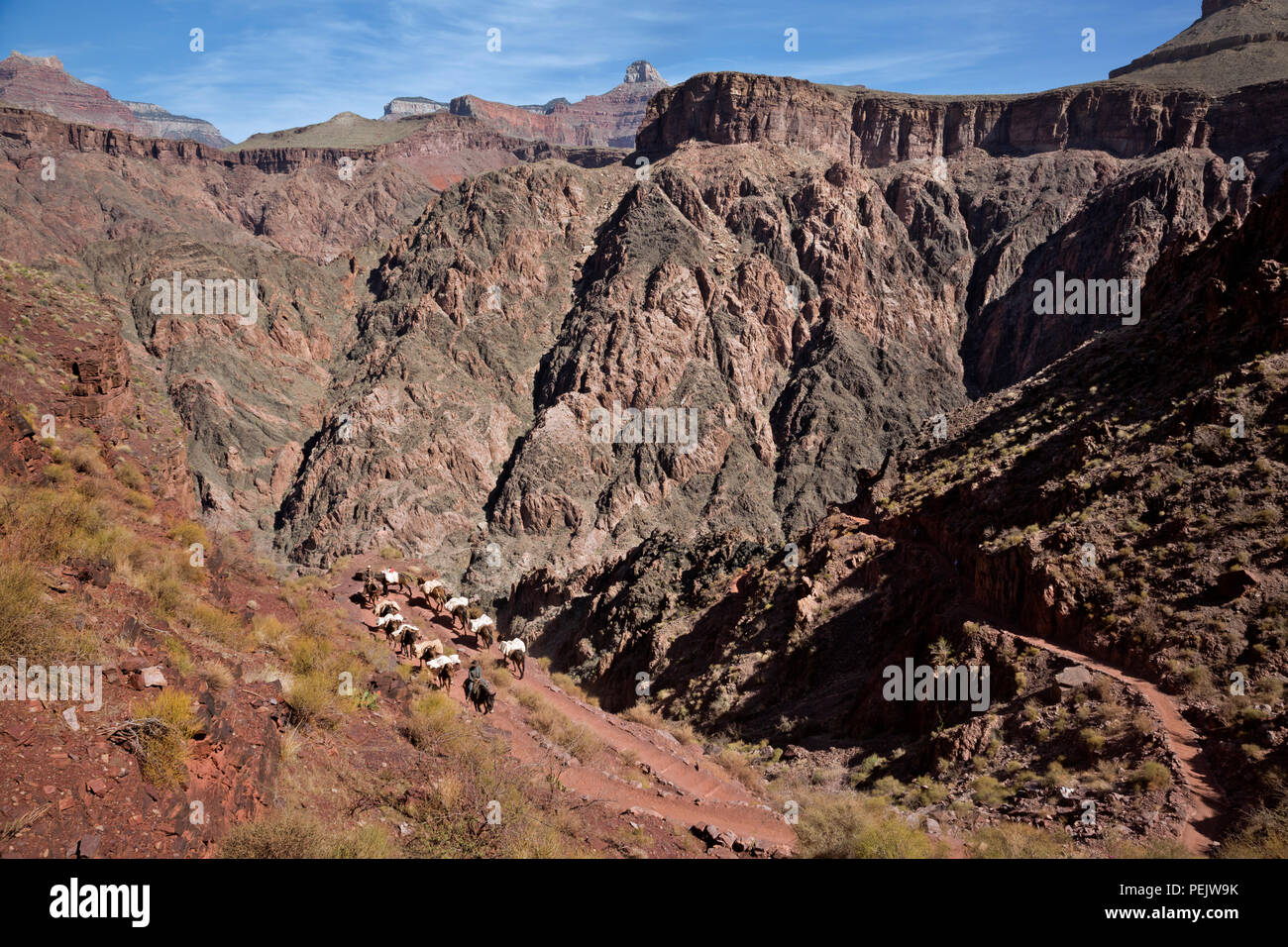 AZ00287-00...ARIZONA - A loaded pack train of mules ascending the South Kaibab Trail below The Tipoff restarea in Grand Canyon National Park. Stock Photo