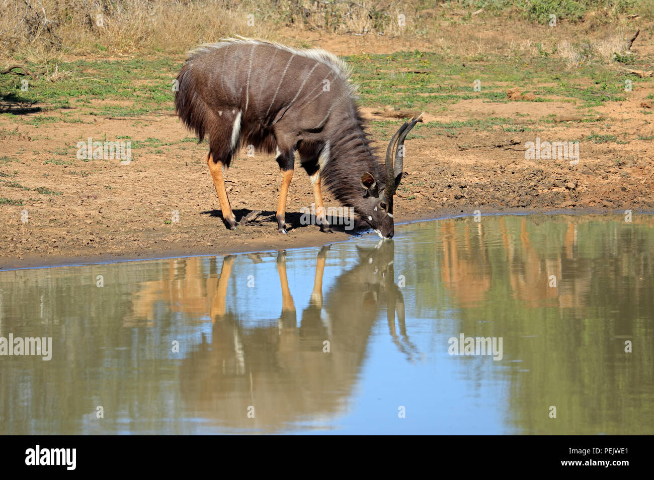 Male Nyala antelope (Tragelaphus angasii) drinking water, Mkuze game reserve, South Africa Stock Photo