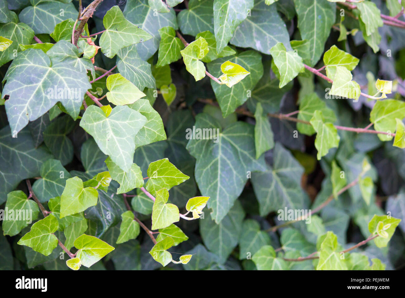 Ivy Branches. Ivy pattern. green floral background Stock Photo Alamy