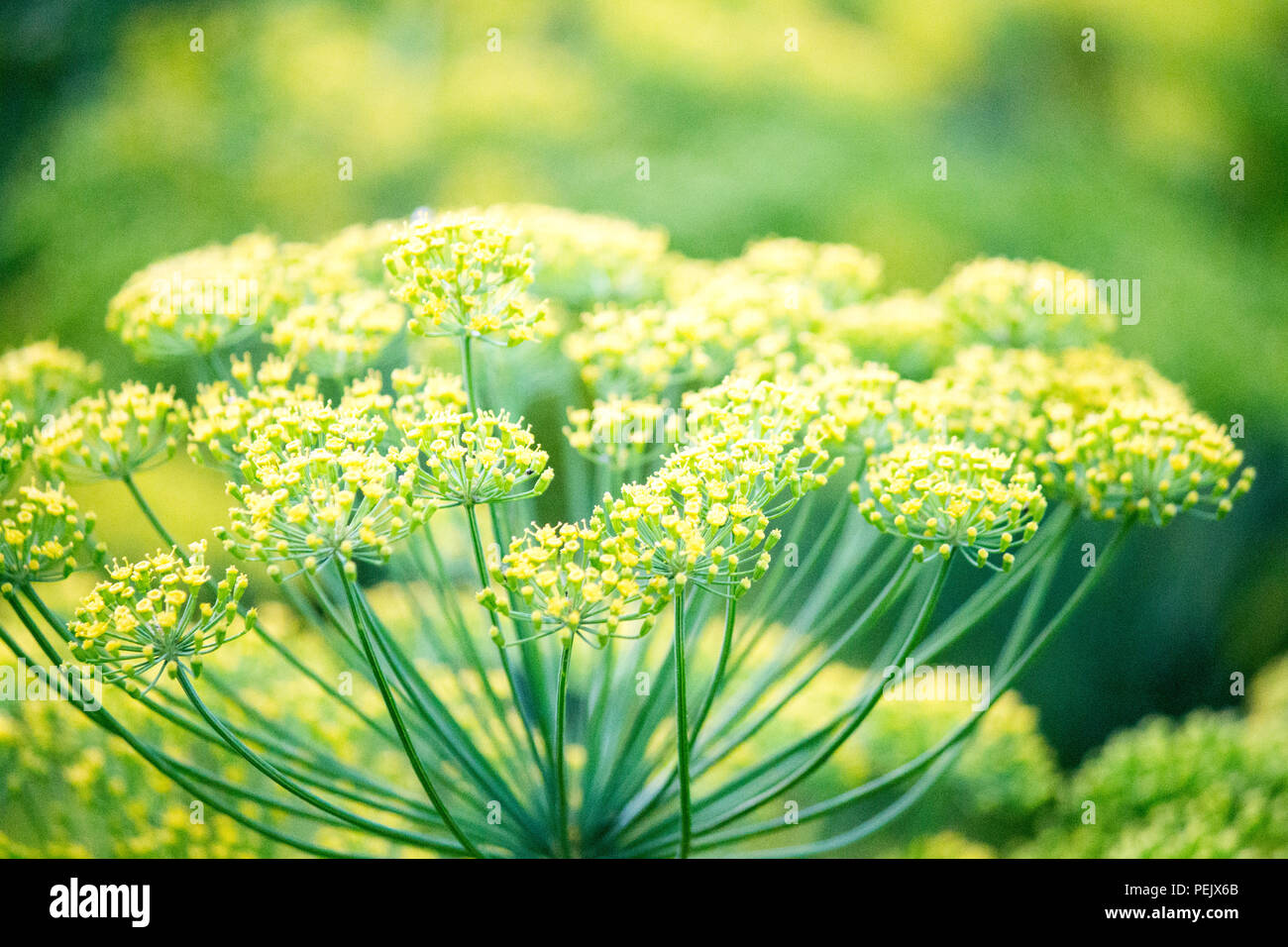 Blossoming dill. Fennel beds. greens in the garden Stock Photo Alamy
