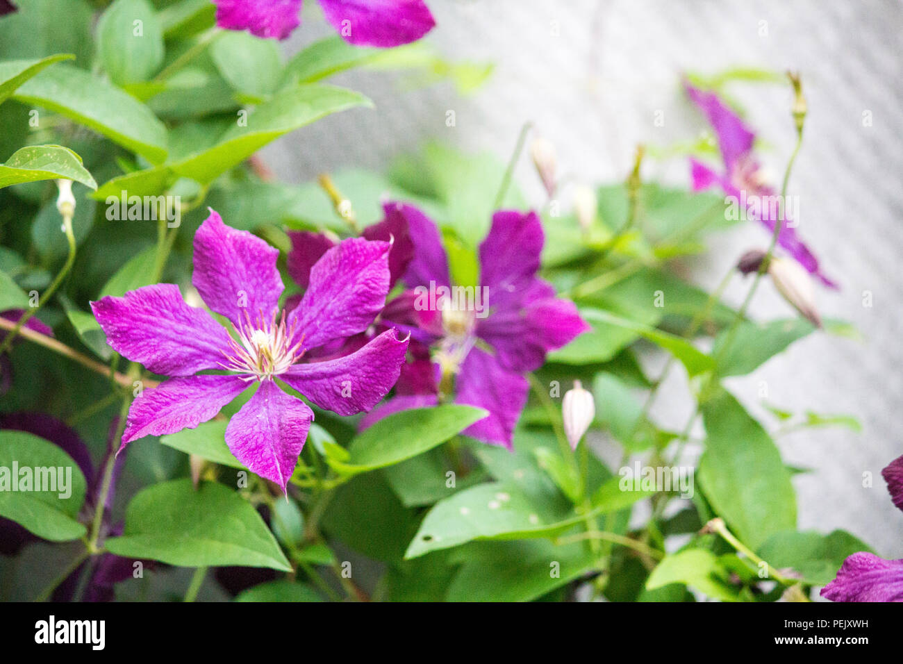 Clematis flowers on a brick wall background. Purple Clematis Stock