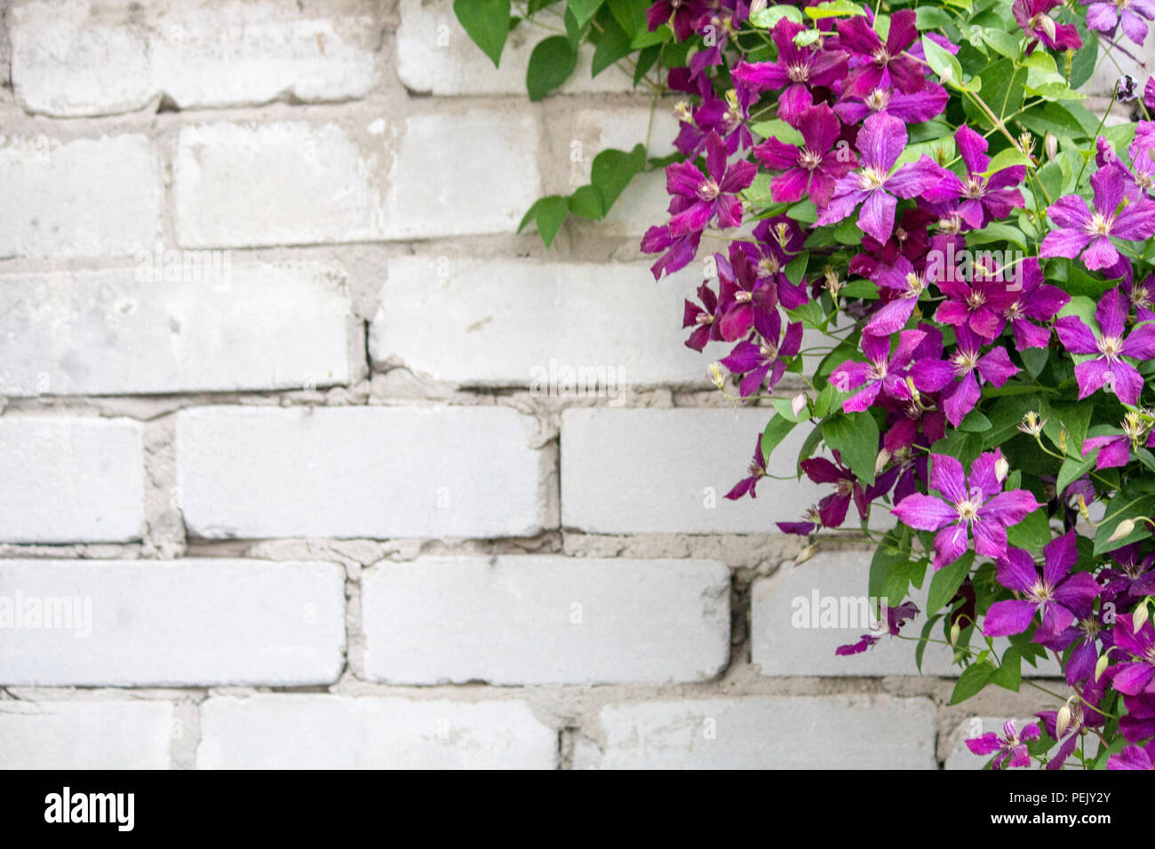 Clematis Climbing Wall Flower Stock Photos & Clematis Climbing Wall