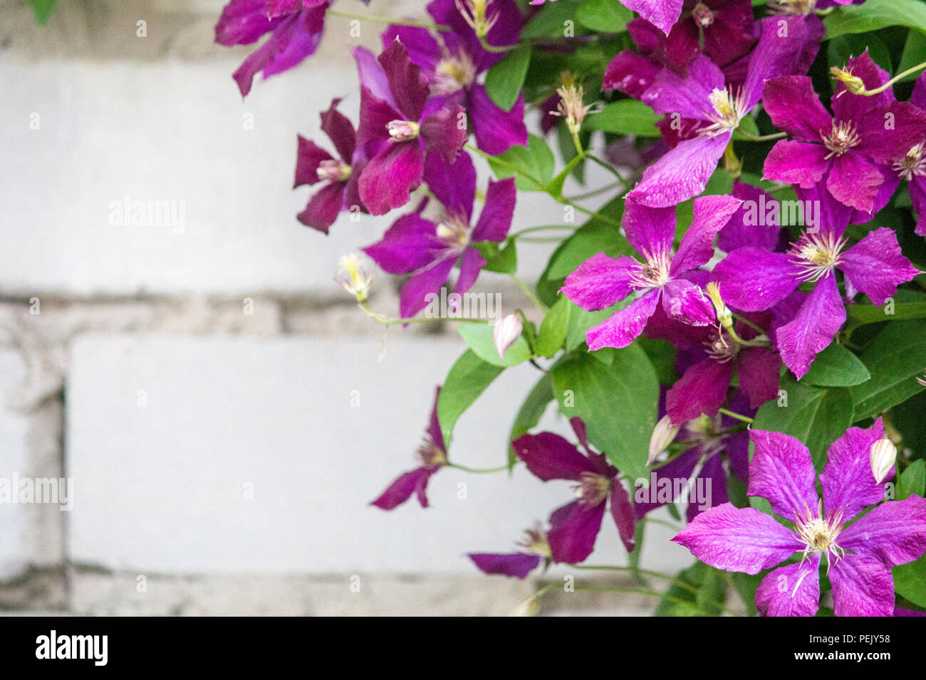 Clematis flowers on a brick wall background. Purple Clematis Stock
