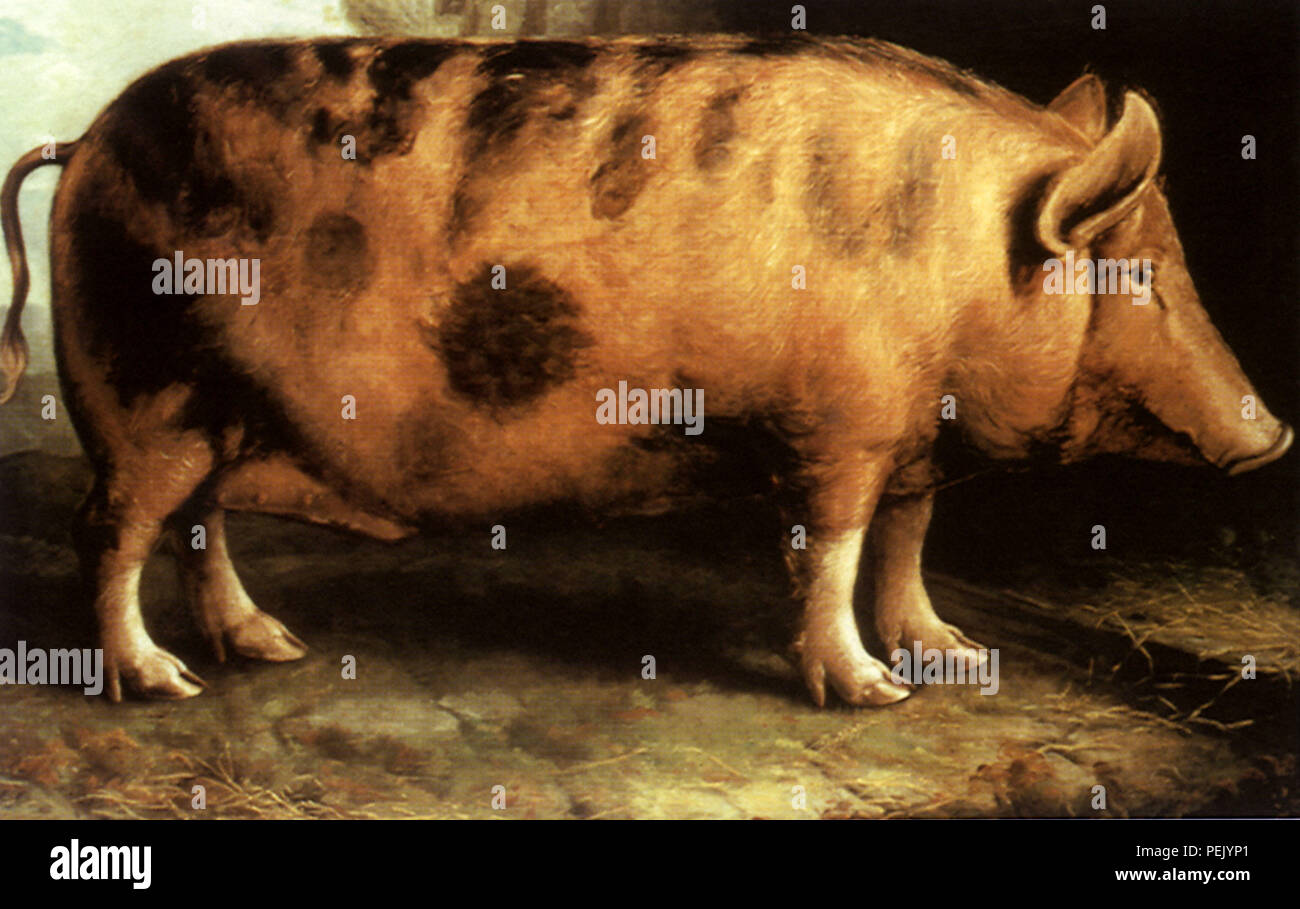 Berkshire Pig, Shiels, William Stock Photo