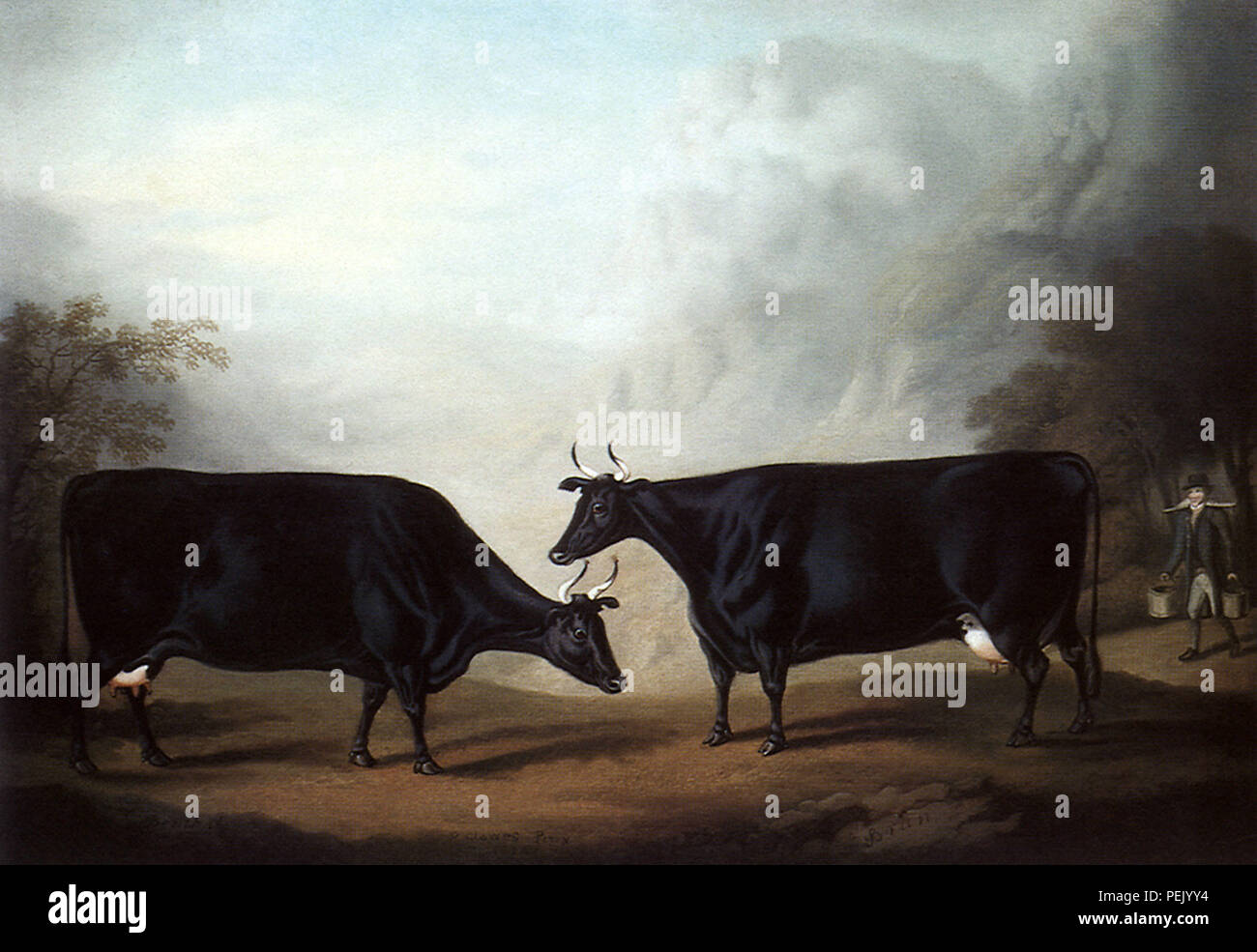 Welsh Black Cows, Clowes, Daniel Stock Photo