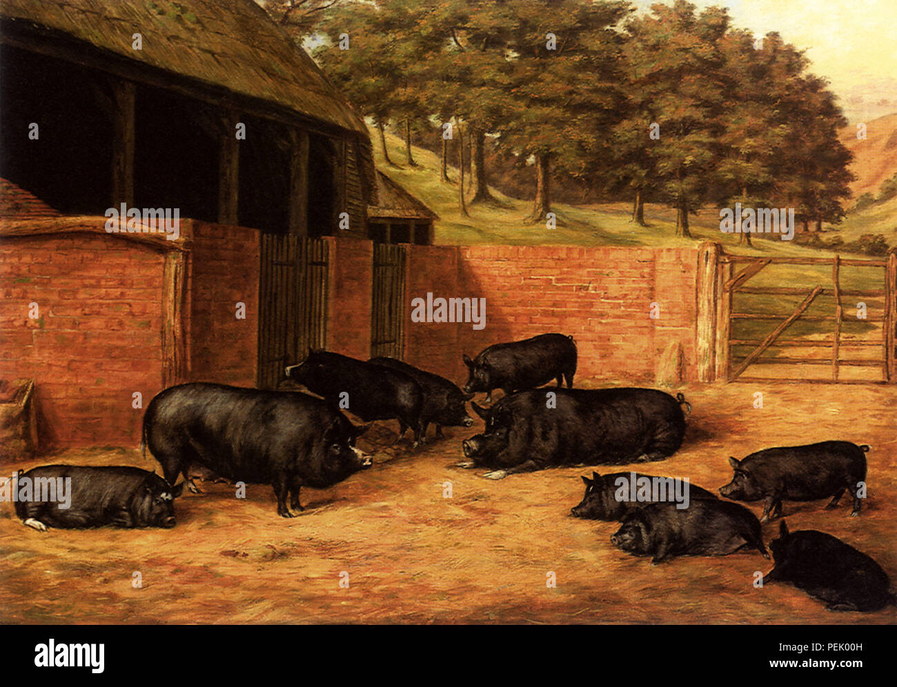 Berkshire Pigs, Brooks, Henry Jamyn Stock Photo - Alamy