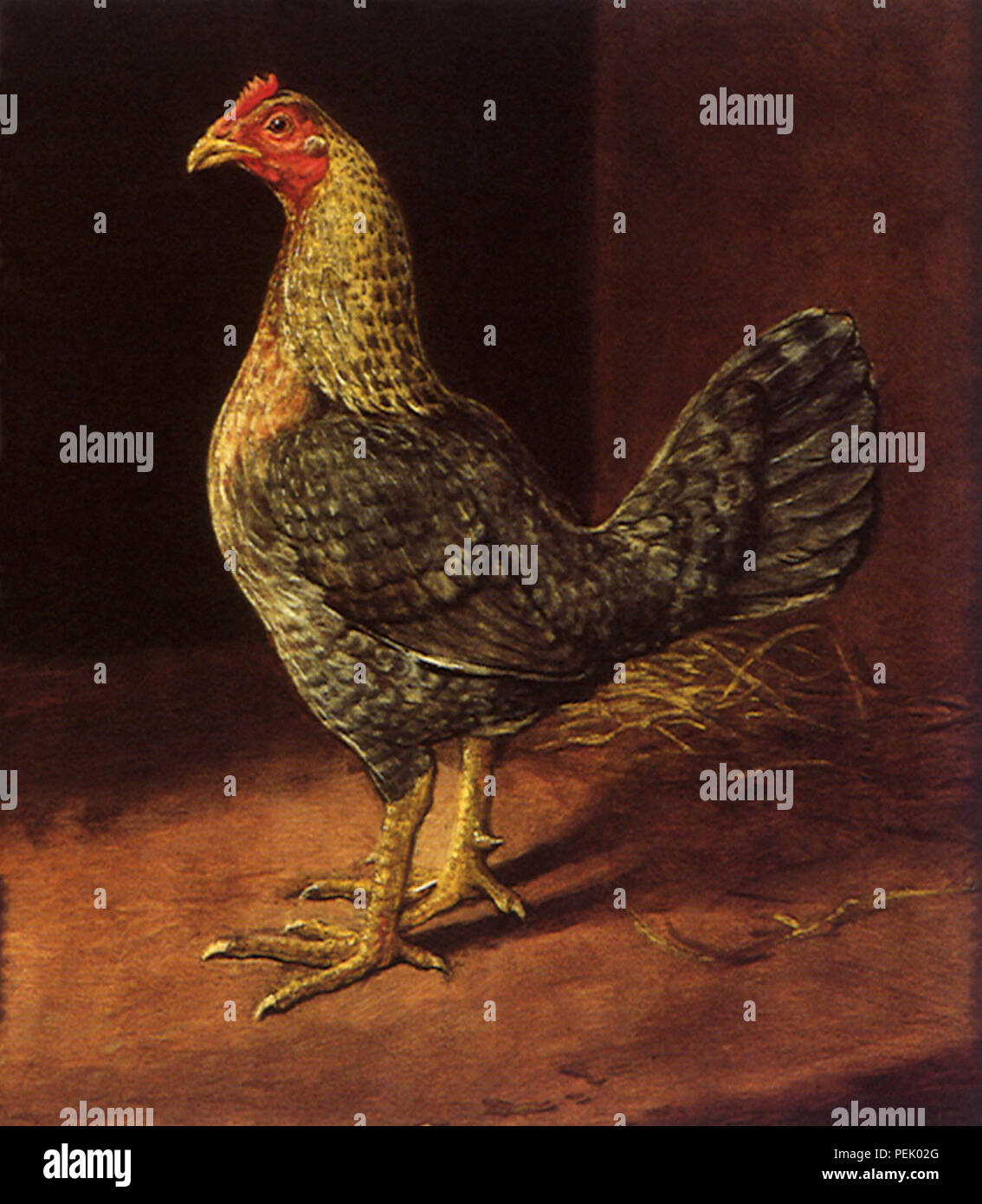 A Creel Old English Bantam Game Hen, Atkinson, Herbert Stock Photo