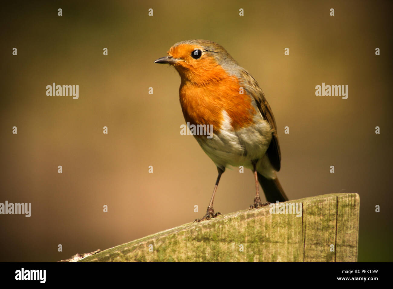 A Red Robin sits on a fence Stock Photo - Alamy