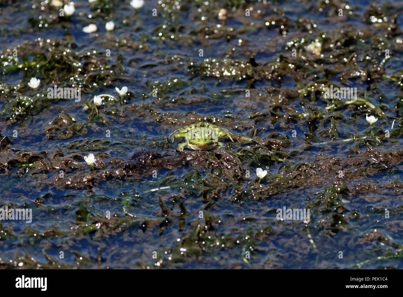 Common European green frog in a swamp - north of Portugal Stock Photo