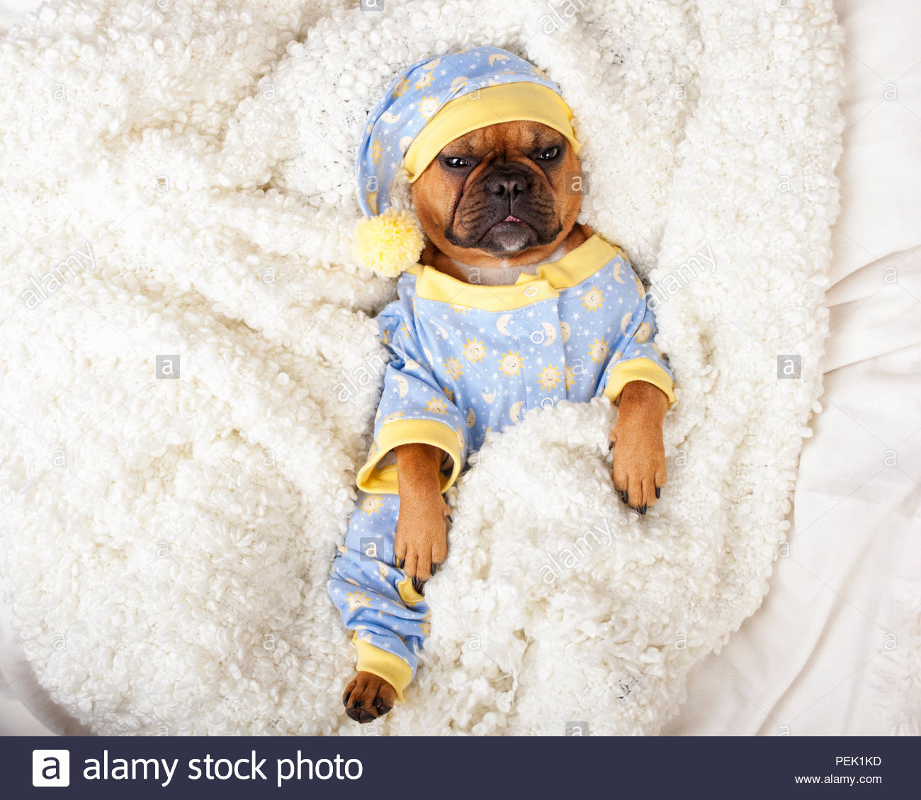 bulldog pajamas