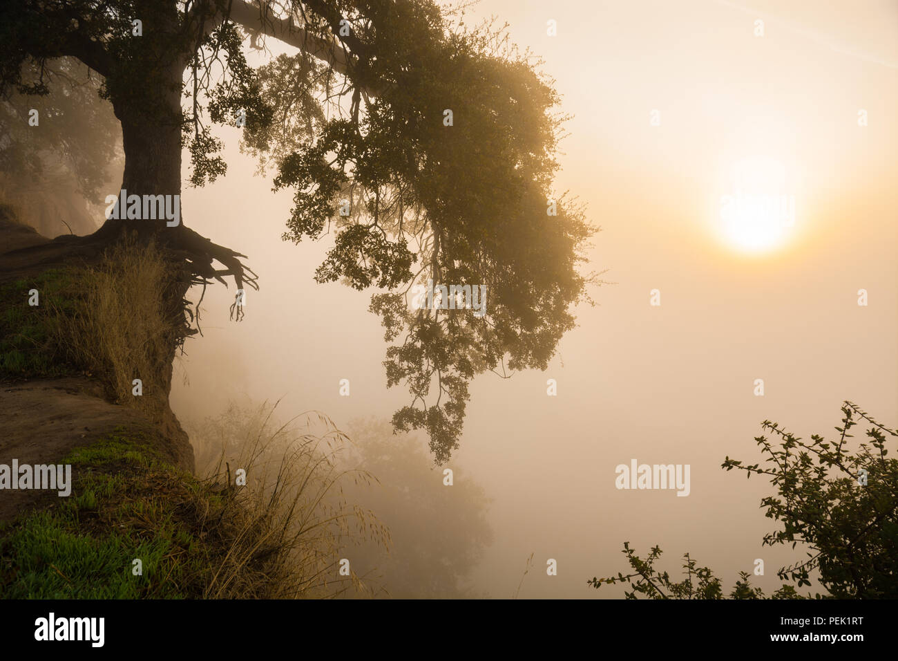The sun rises through thick autumn fog hanging along the bluffs of the American River in Fair Oaks, California. Stock Photo