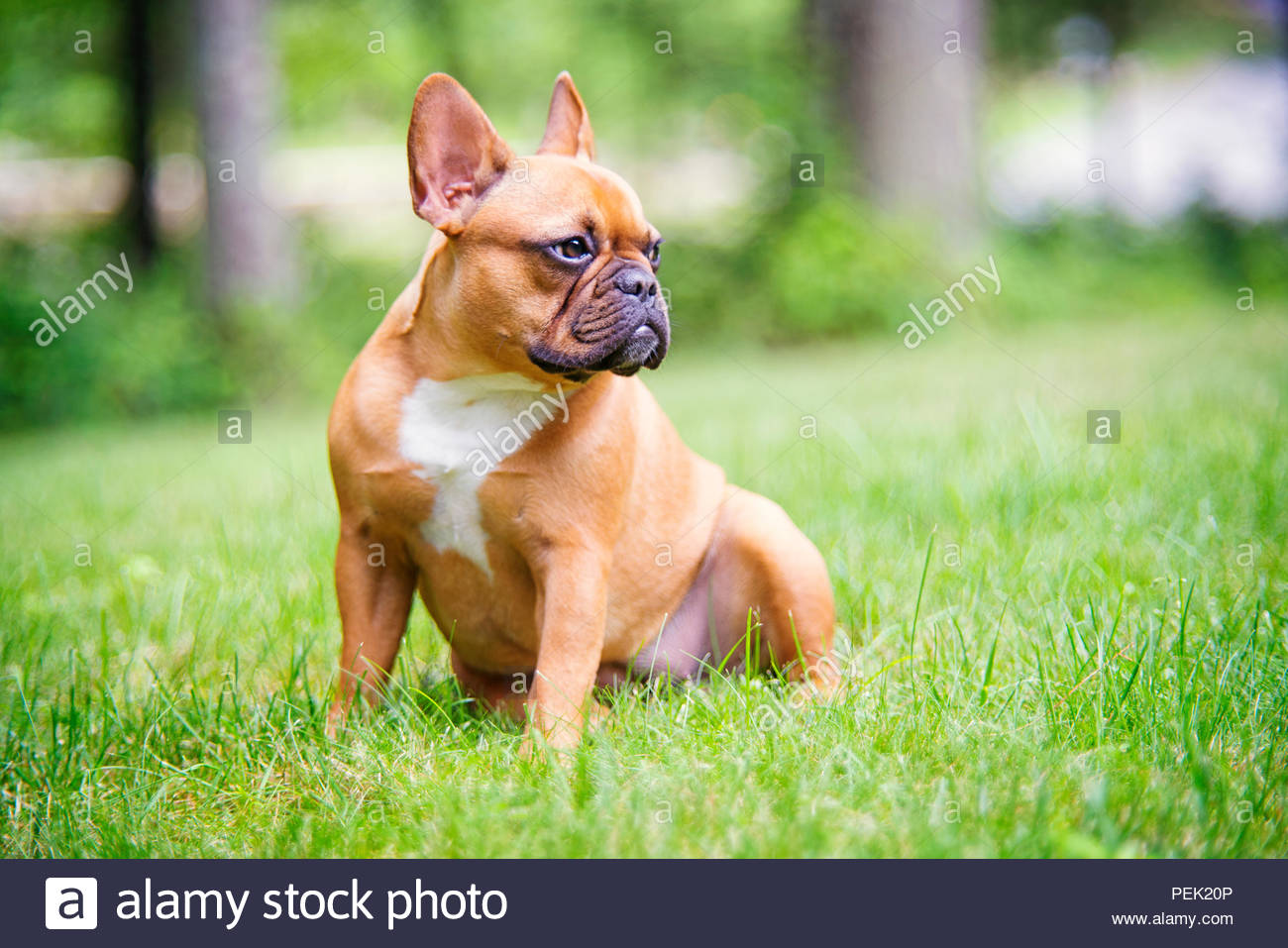 red fawn frenchie