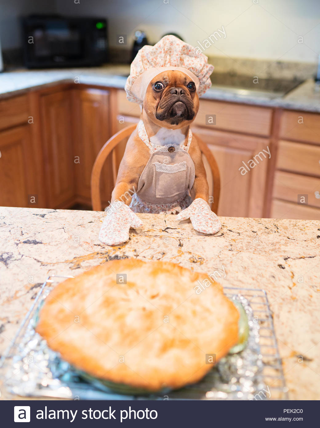 red-fawn-french-bulldog-wearing-bakers-hat-apron-and-oven-mitts-standing-at-the-kitchen-island-guarding-an-apple-pie-PEK2C0.jpg