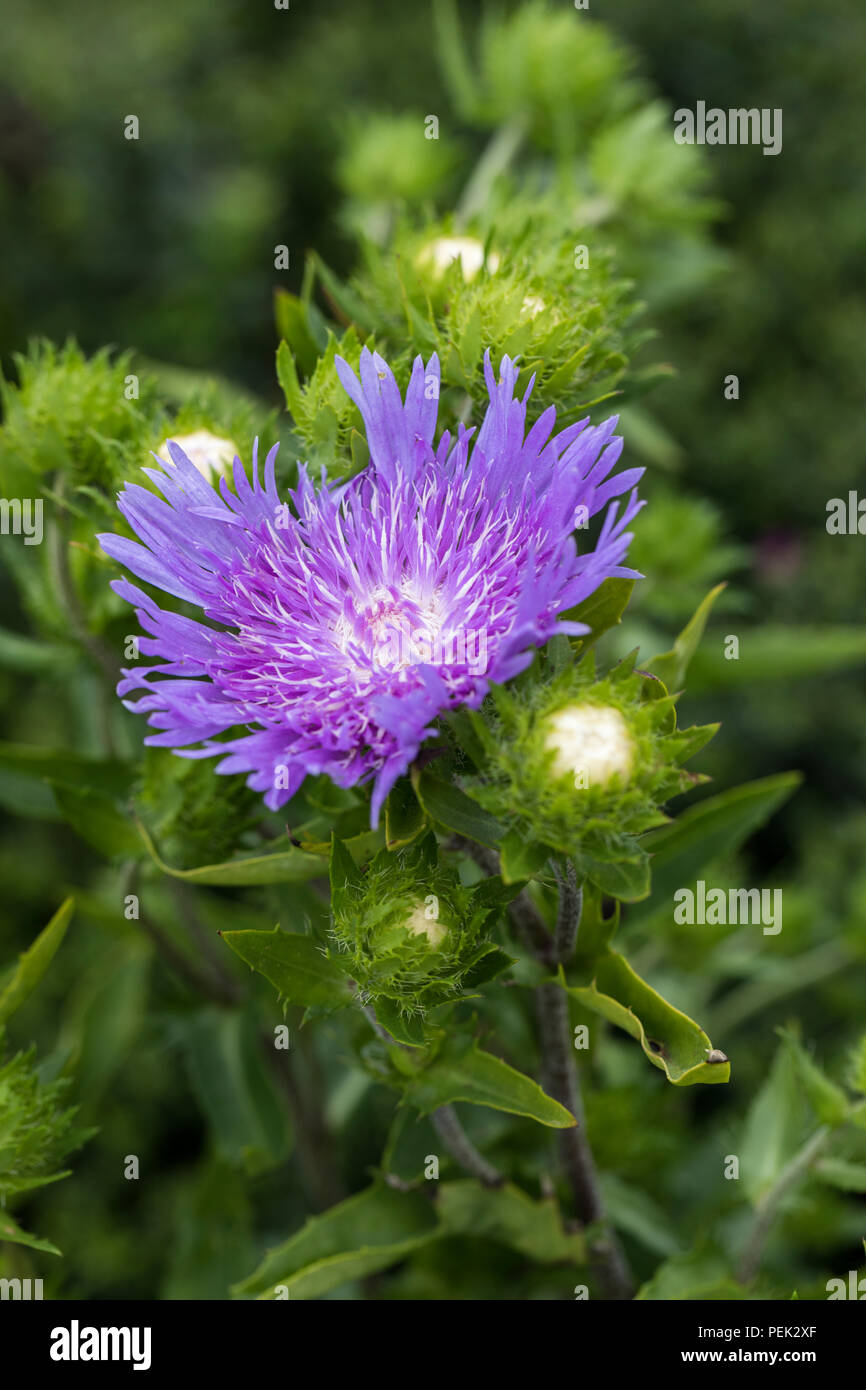 Close up of Stokesia Blue Frills flowering in a summer garden UK Stock Photo