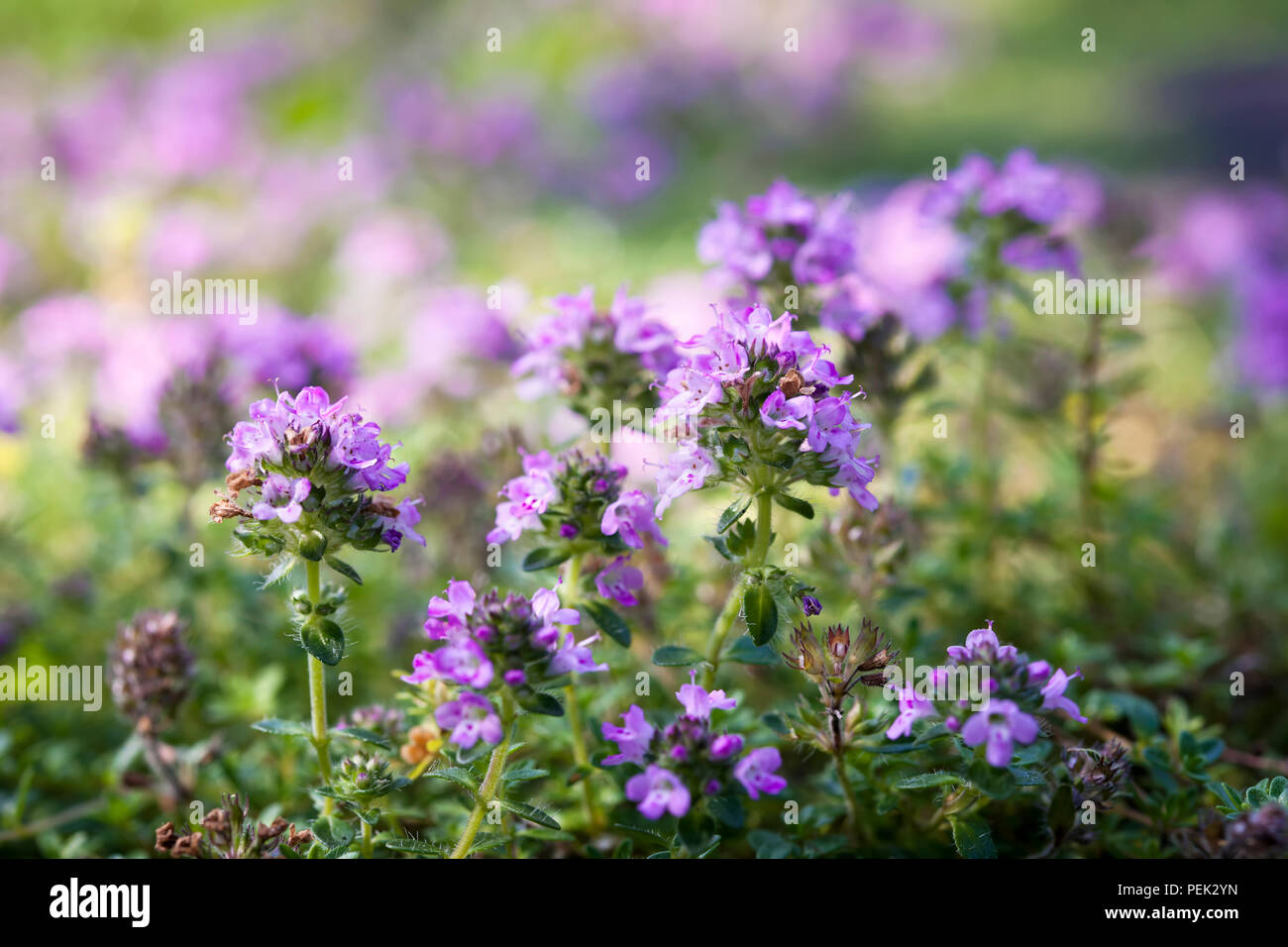 Purple flowers of thyme herb in summer garden, macro closeup. Stock Photo