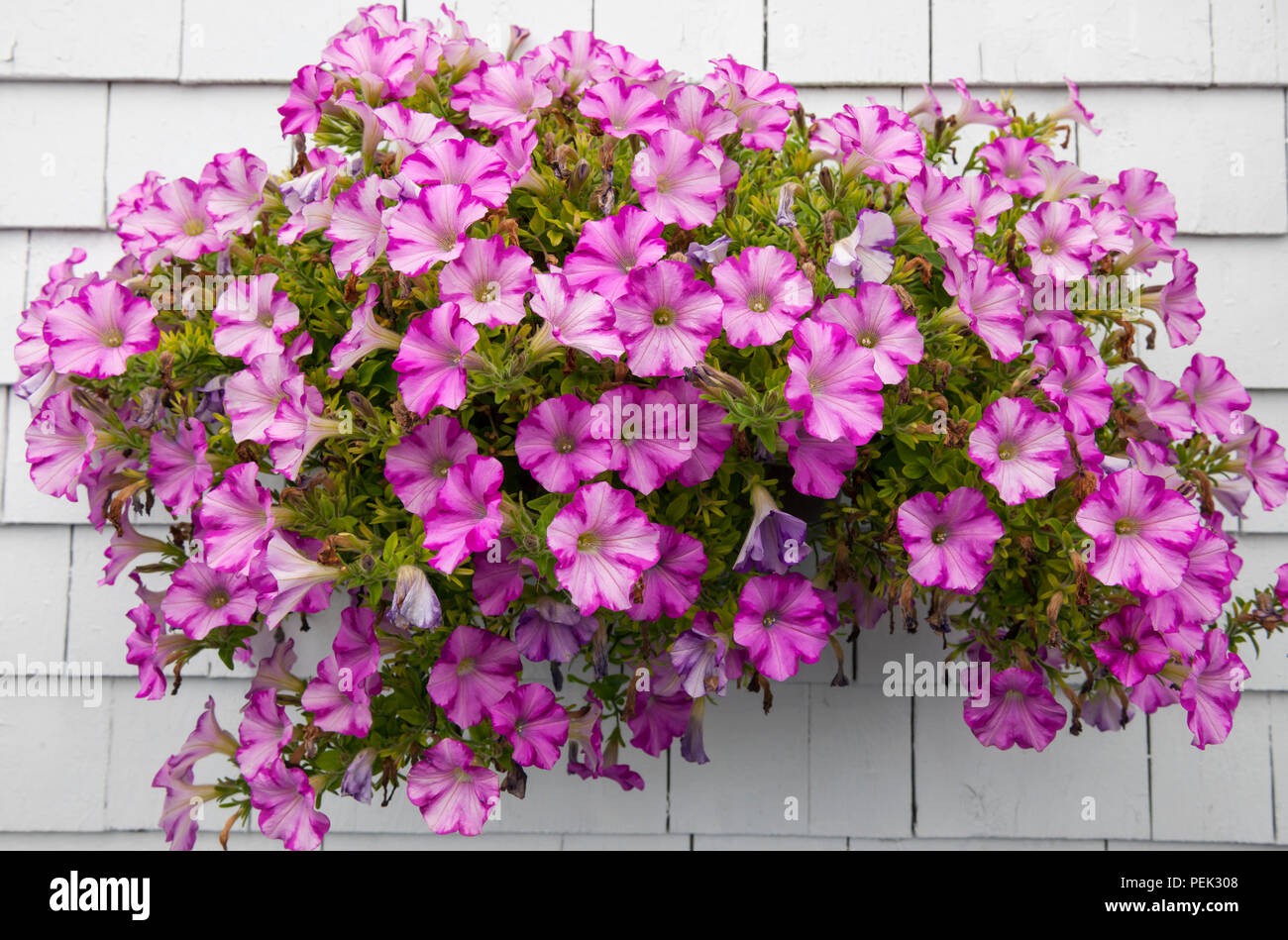 Pink petunia flowers in hanging basket decorating white wall of a house. Bonaventure, Gaspe Peninsula, Quebec, Canada. Stock Photo
