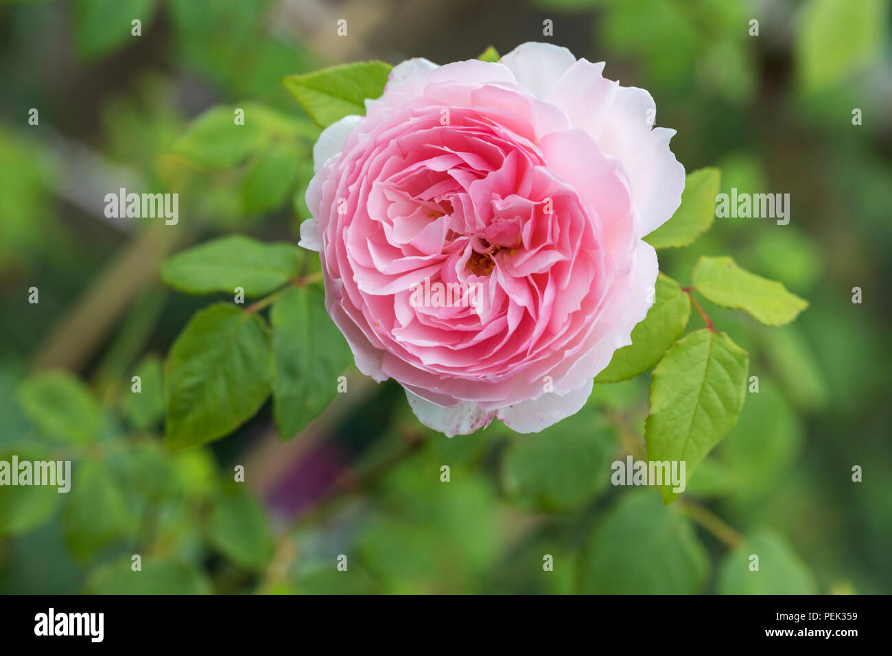 Close up of pink rose - Rosa The Wedgwood Rose, UK Stock Photo - Alamy