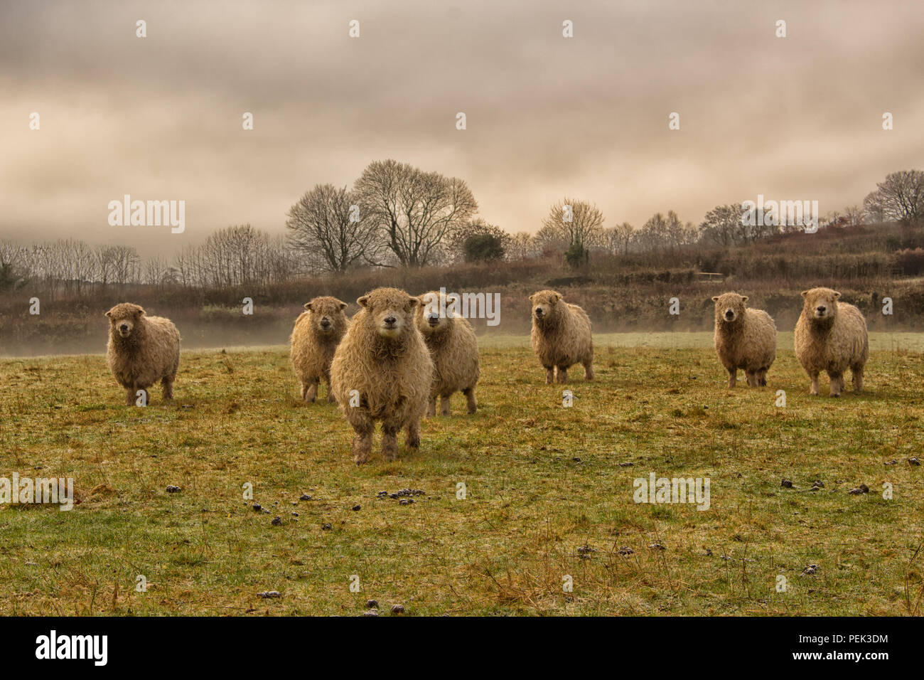 Sheep in a field all looking the same way Stock Photo