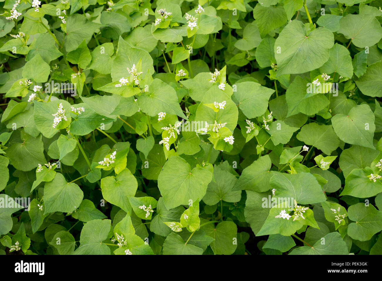 buckwheat foliage plant cultivated for its grainlike seeds and as a