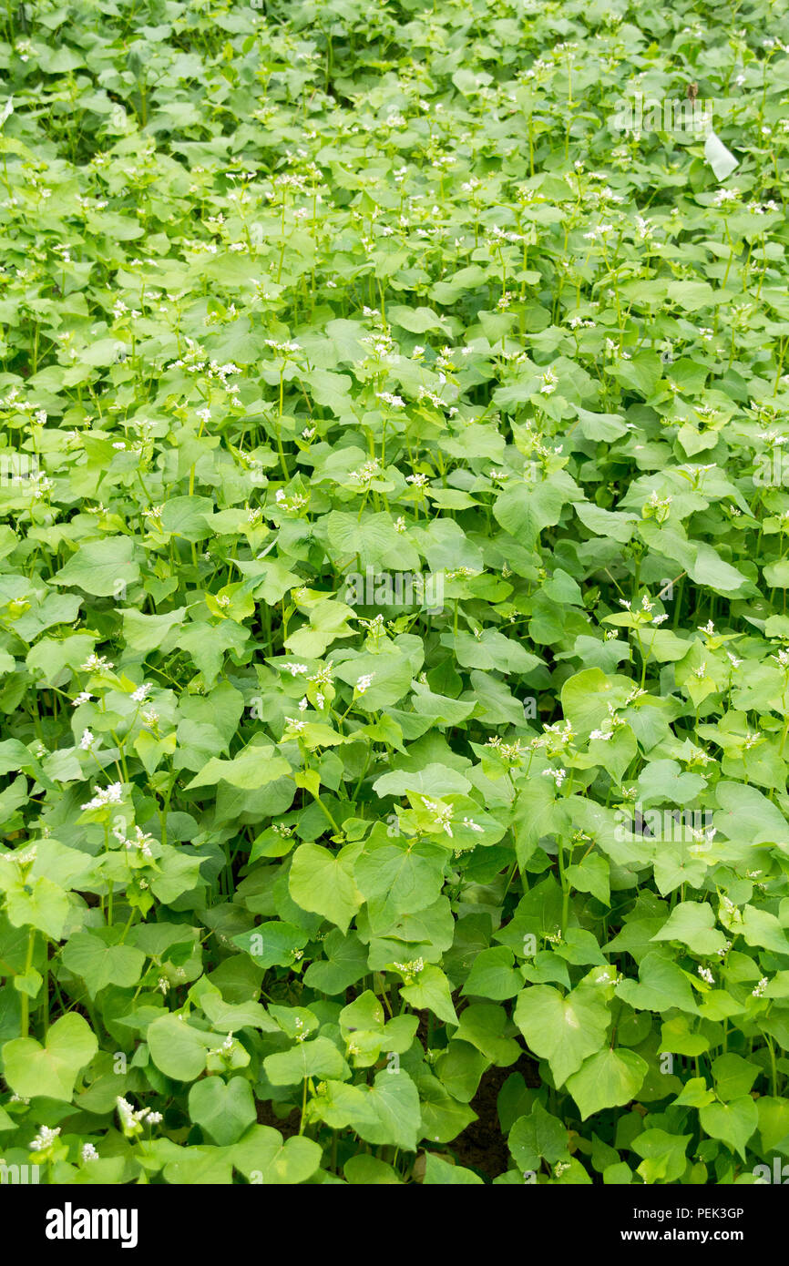buckwheat foliage plant cultivated for its grainlike seeds and as a