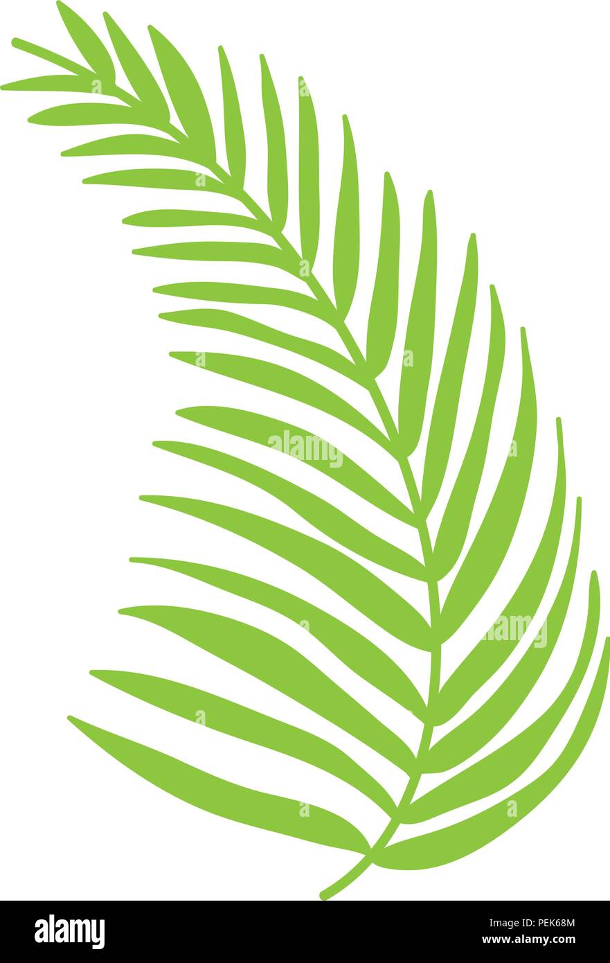 tropical palm branch leaves plant Stock Vector Image & Art - Alamy