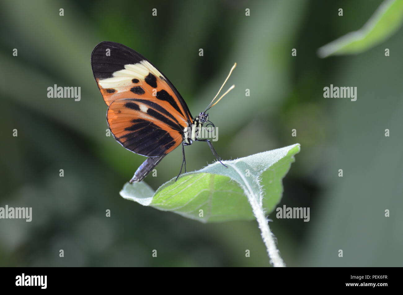 Butterfly in the garden Stock Photo - Alamy