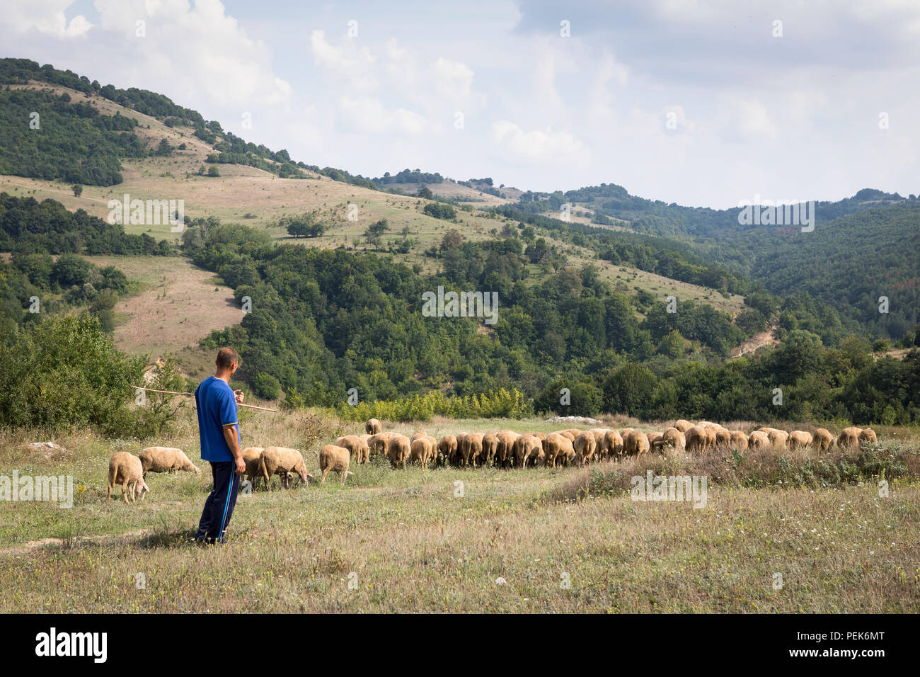 Shepherd guiding his flock of sheep along the countryside fields of Kardzhali Province, Bulgaria Stock Photo