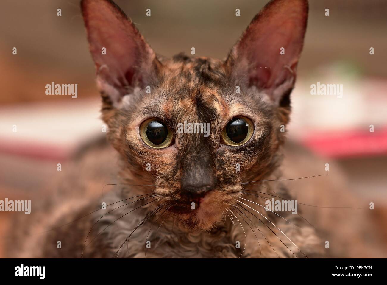 A young cornish rex cat looking into the camera Stock Photo