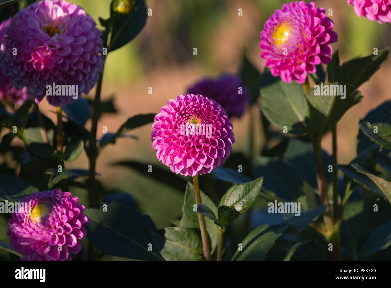 Pink and purple dahlias hi-res stock photography and images - Alamy