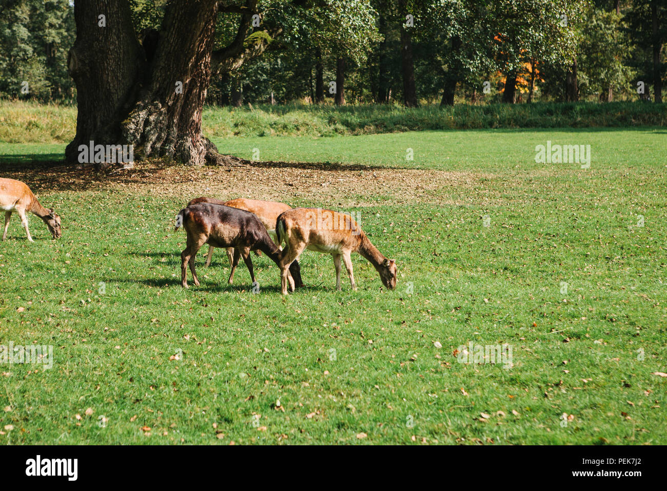 Group of young roe-deers walk through the warm green sunny forest among the trees Stock Photo