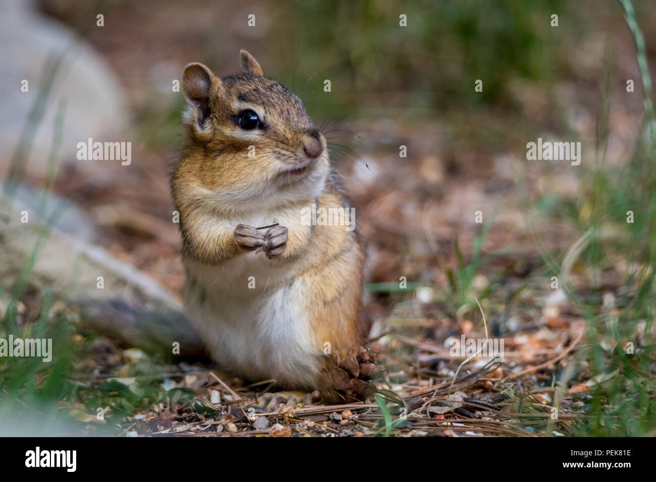 An Eastern Chipmunk (Tamias striatus) standing on hind feet and eating seeds. Stock Photo