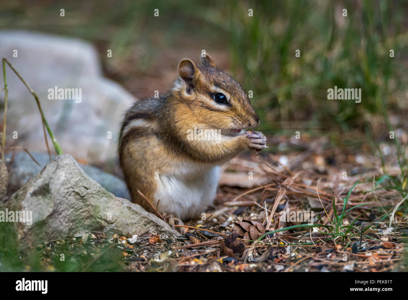 An Eastern Chipmunk (Tamias striatus) standing on hind feet and eating seeds. Stock Photo