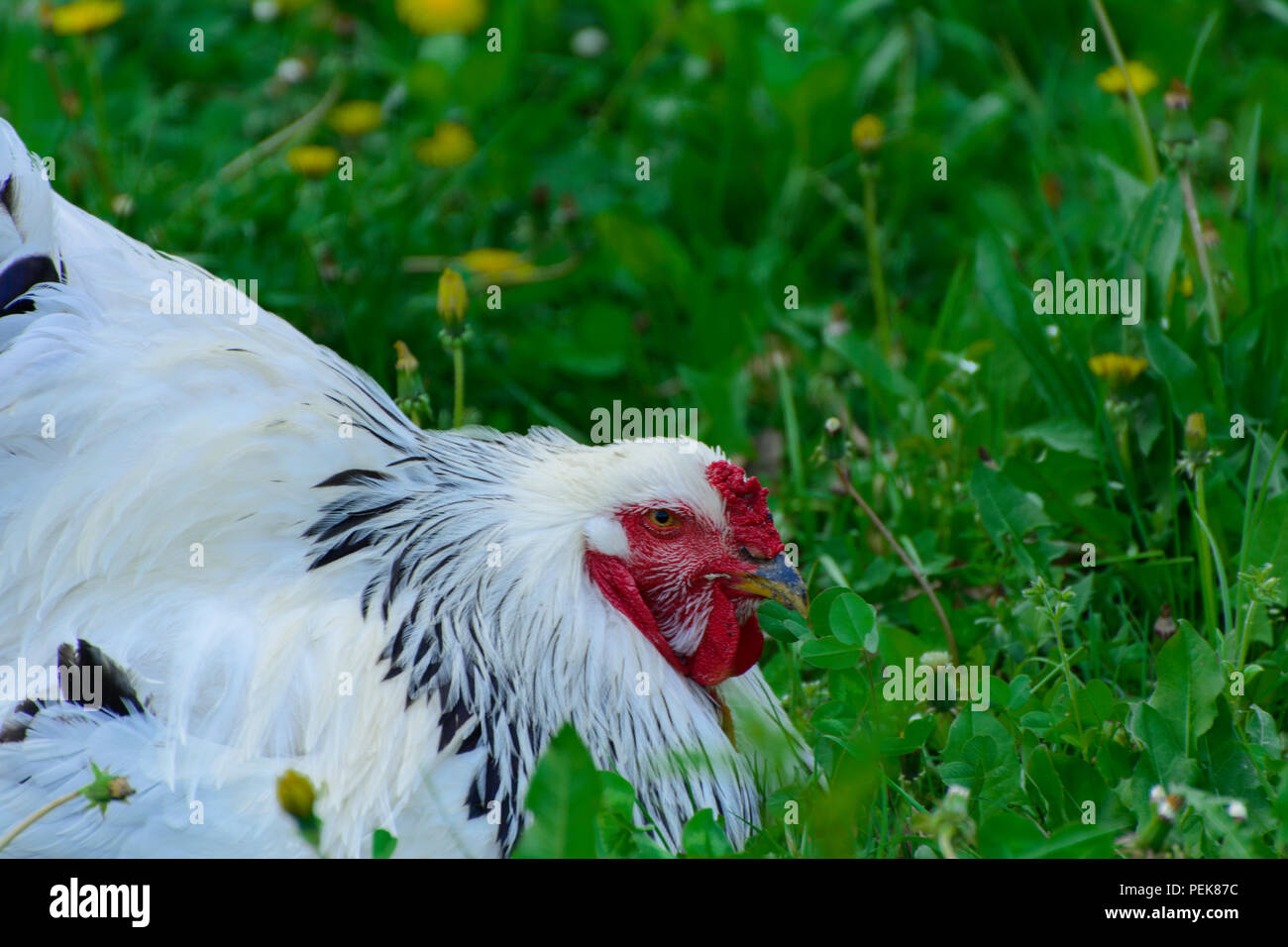 Brahma chickens hi-res stock photography and images - Alamy