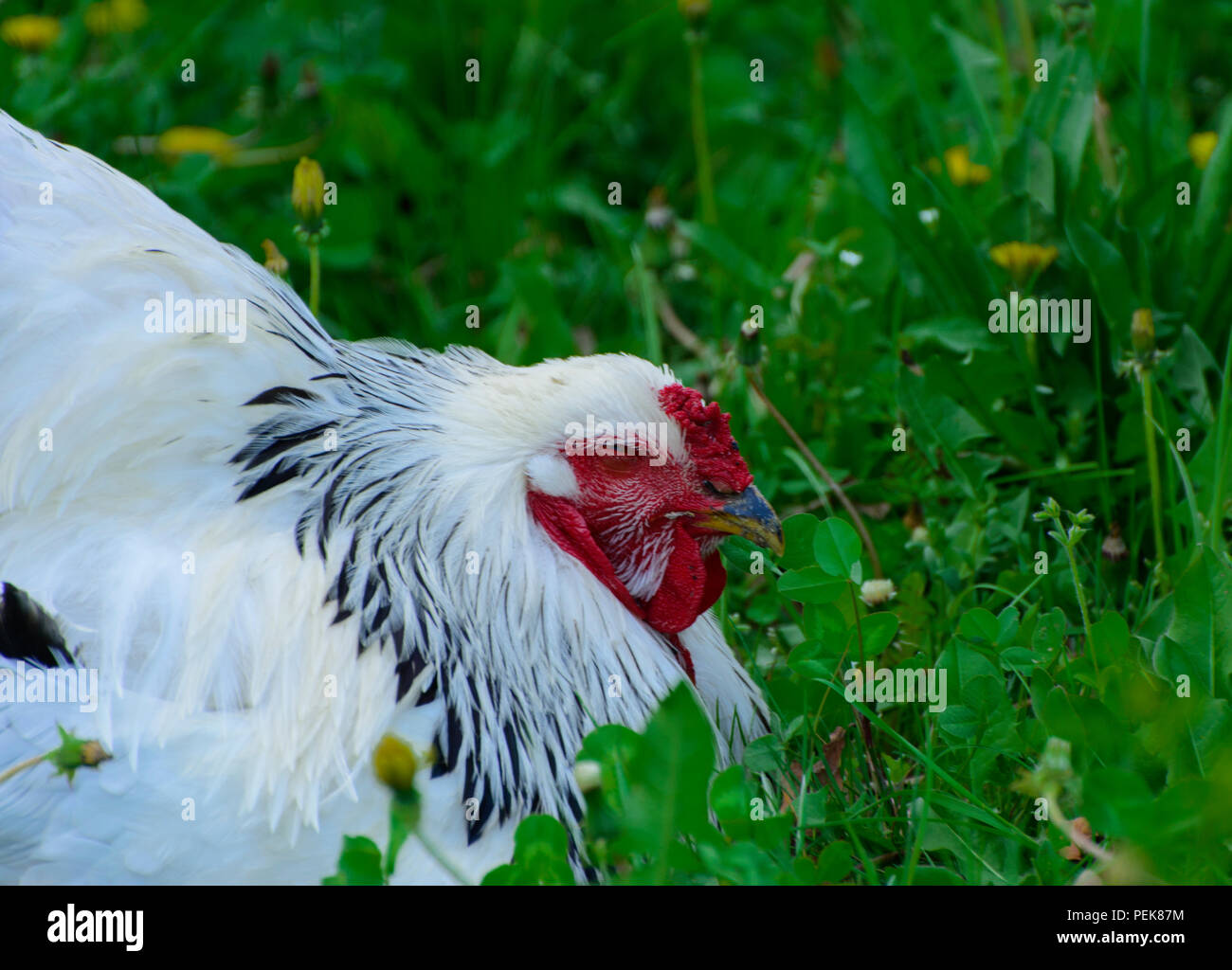 https://c8.alamy.com/comp/PEK87M/a-very-large-brahma-chicken-with-an-arco-red-comb-on-its-head-and-black-and-white-color-grazing-on-the-background-of-a-juicy-green-grass-PEK87M.jpg