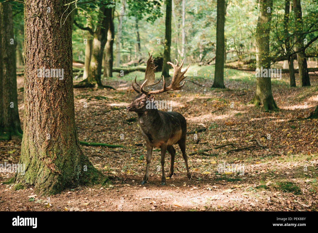 Beautiful deer with branched horns stands on a hill in an autumn forest among trees Stock Photo