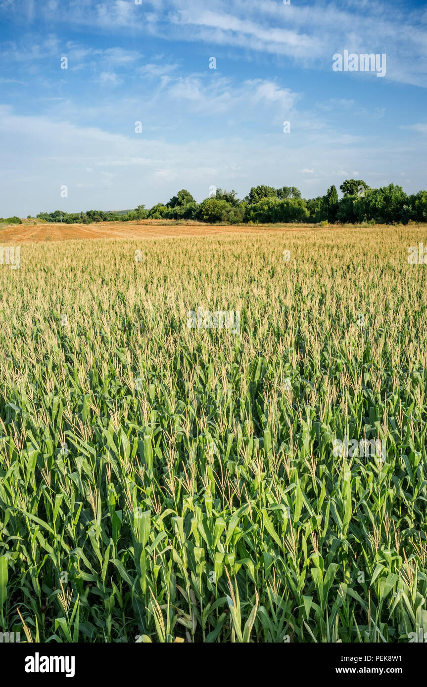 Vast corn fields. overhead view Stock Photo