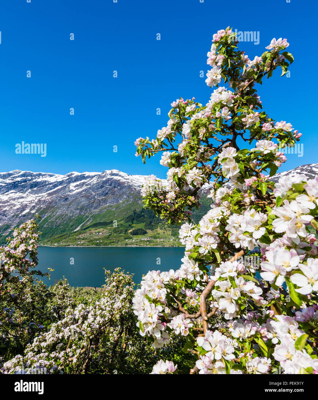 Fruit trees blooming at spring in Hardanger, Western Norway.  This is Norway´s most important area for fruit farming. Stock Photo