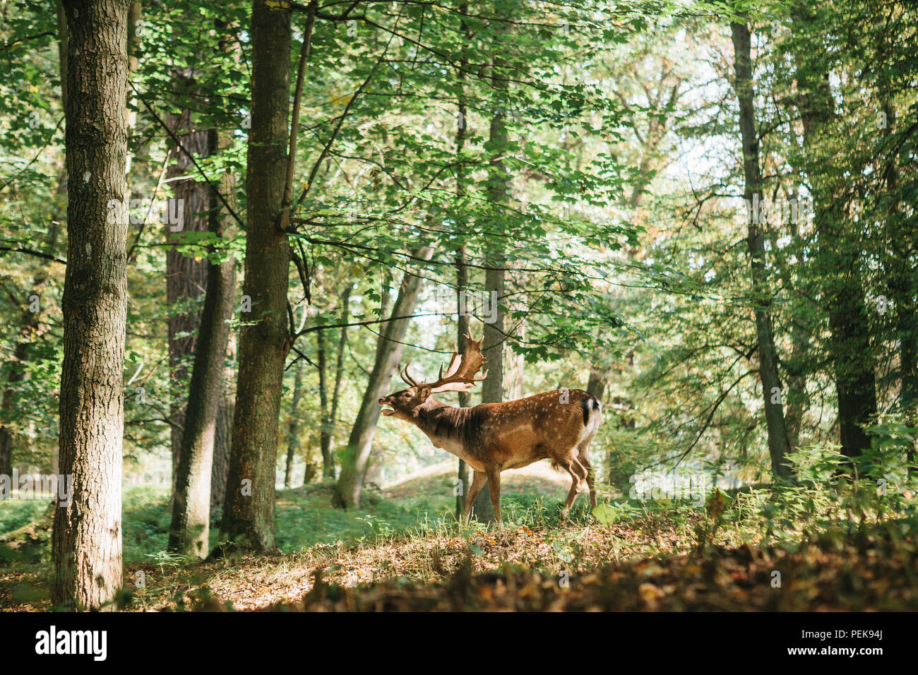 Beautiful deer with branched horns stands on a hill in an autumn forest among trees Stock Photo