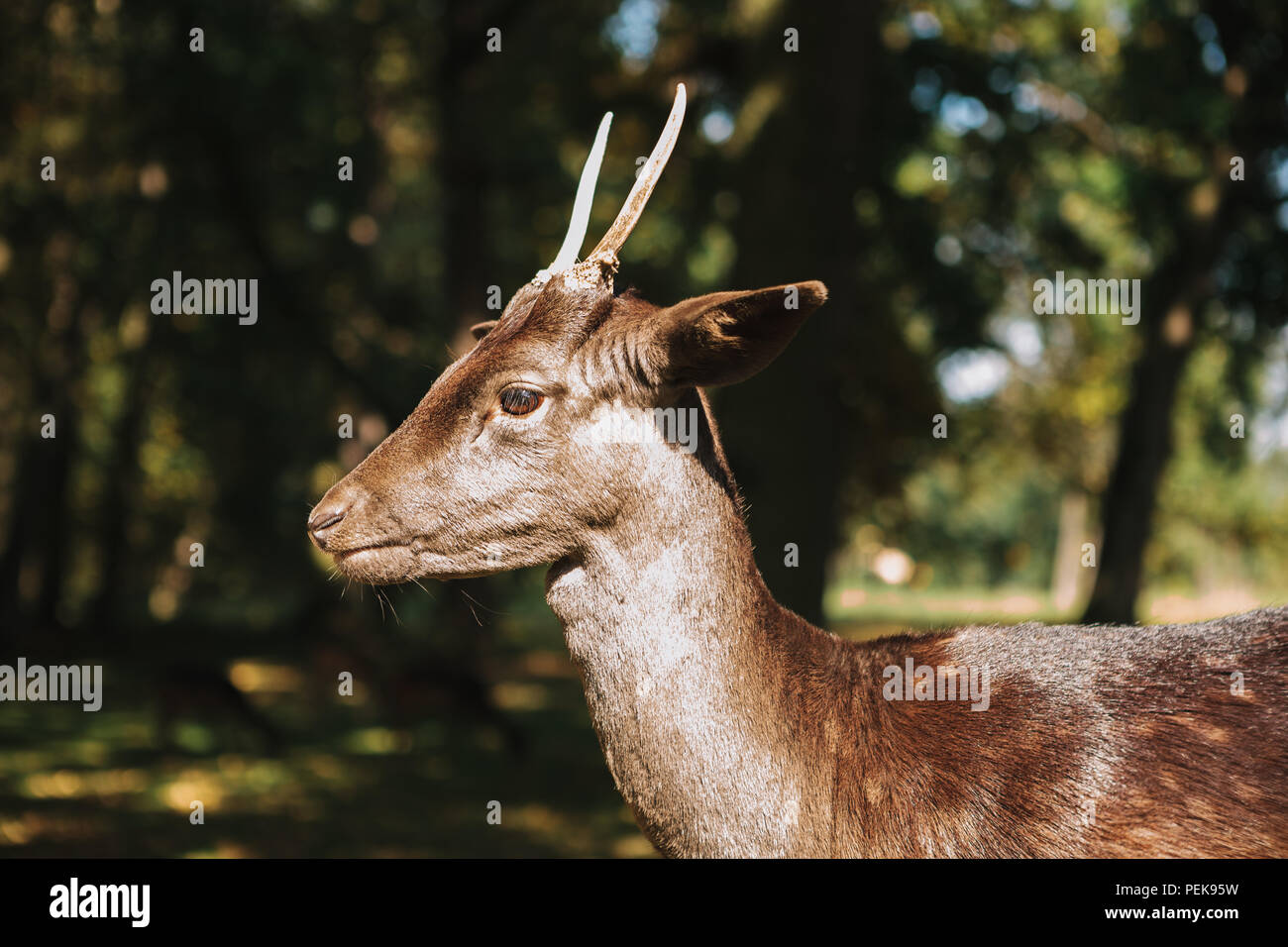 The head of a deer with its own hands made of cardboard or plywood The head of a deer with its own hands made of cardboard or plywood