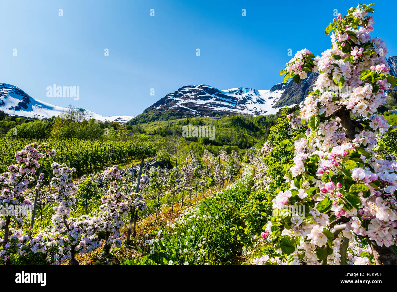 Fruit trees blooming at spring in Hardanger, Western Norway.  This is Norway´s most important area for fruit farming. Stock Photo