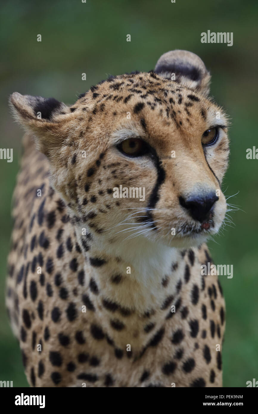 Cheetah large wild cat Stock Photo