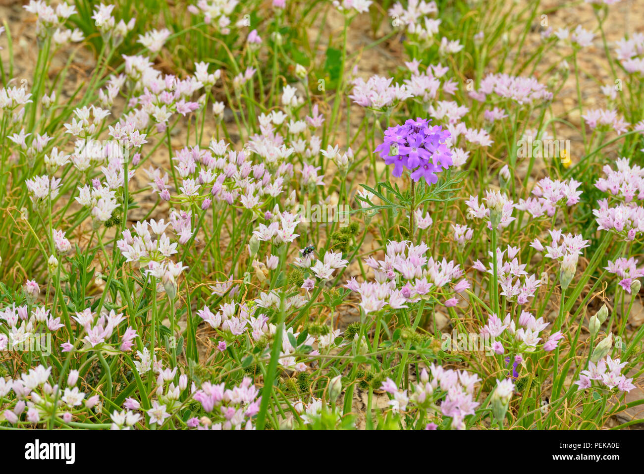 Wild Garlic (Allium Drummondii) and Prairie verbena (Glandularia bipinnatifida), Burnet County, Texas, USA Stock Photo