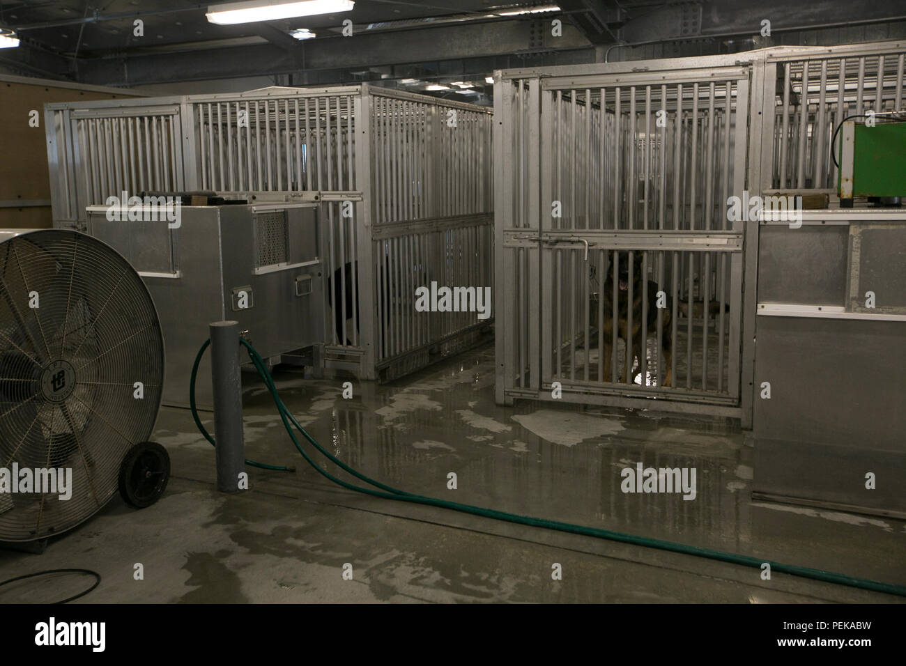 Military working dogs enjoys his refurbished kennel Dec. 7 aboard ...