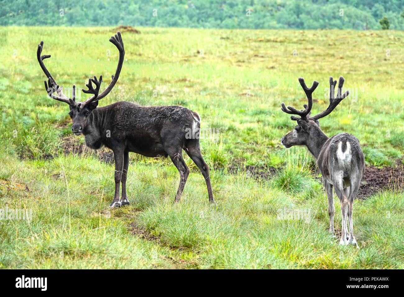 Wild reindeer on a green upland moor. Stock Photo