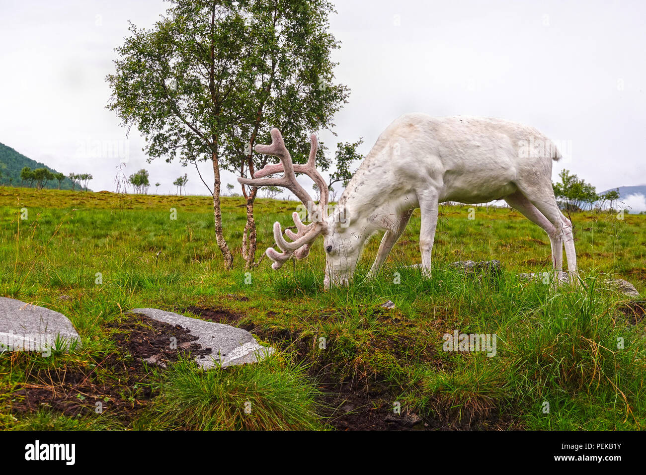 White reindeer feeding on grass of a green upland moor. Stock Photo