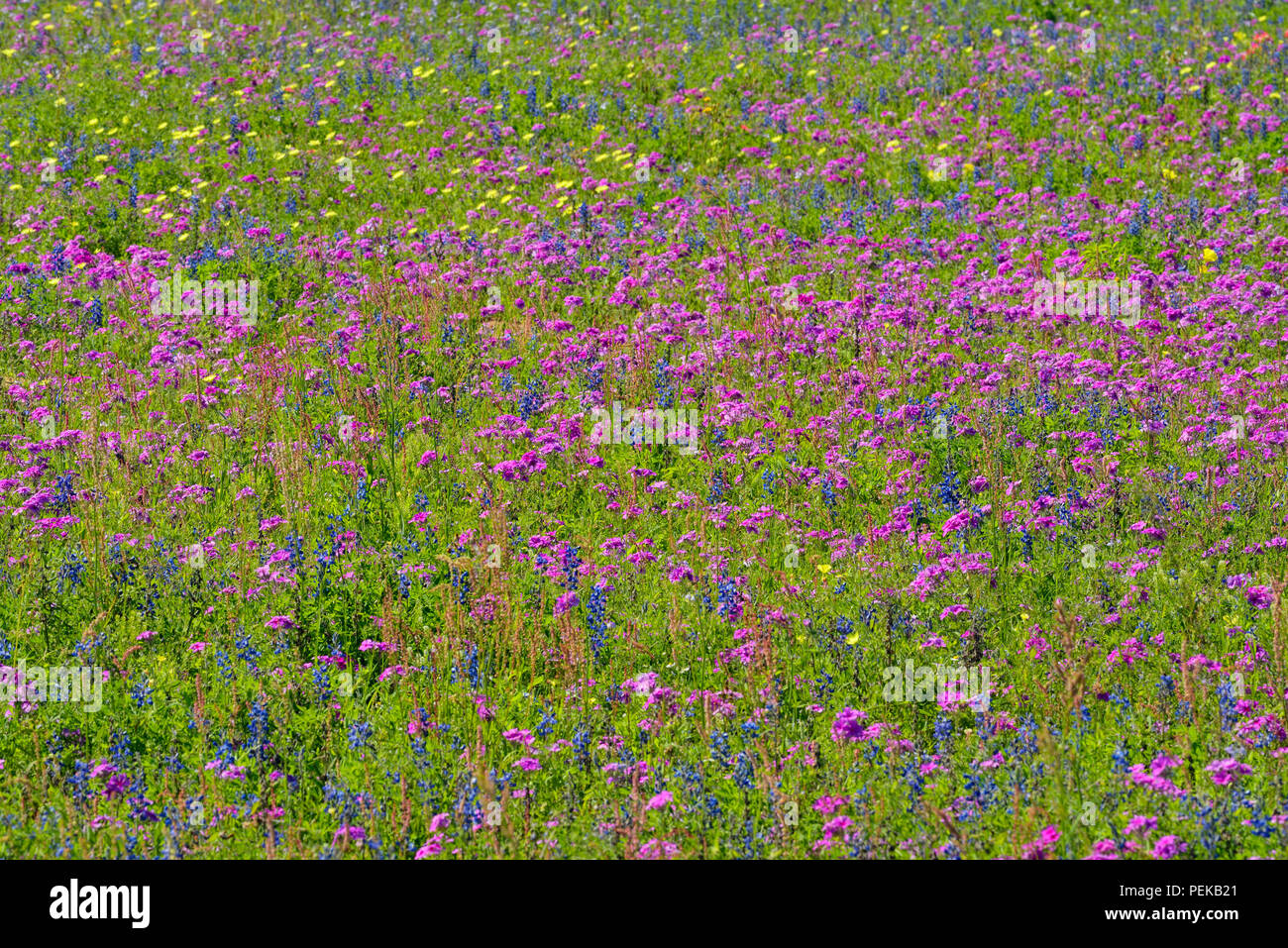A field with wildflowers- phlox and Texas bluebonnet (Lupinus subcarnosus), FM 2504 near Somerset, Texas, USA Stock Photo