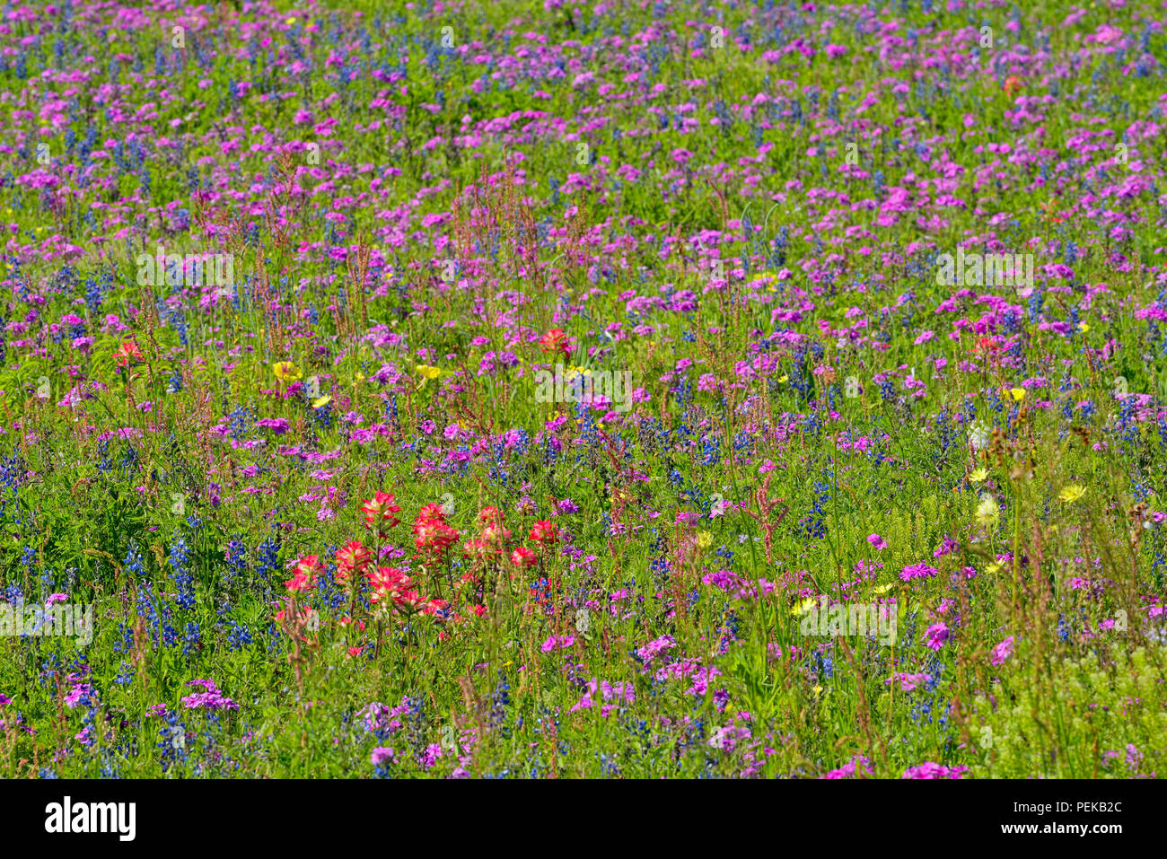 A field with wildflowers- phlox and Texas bluebonnet (Lupinus subcarnosus), FM 2504 near Somerset, Texas, USA Stock Photo