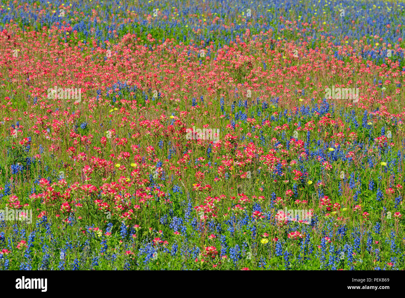 A field with wildflowers- Texas paintbrush (Castilleja indivisa) and Sandyland Bluebonnet (Lupinus subcarnosus), FM 2504 near Somerset, Texas, USA Stock Photo