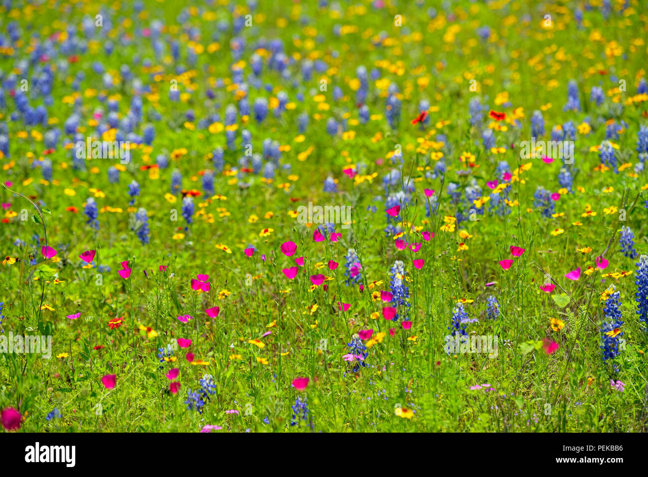 Roadside wildflowers along ranch road 783 featuring winecup, greenthread and bluebonnet, Mason County, Texas, USA Stock Photo