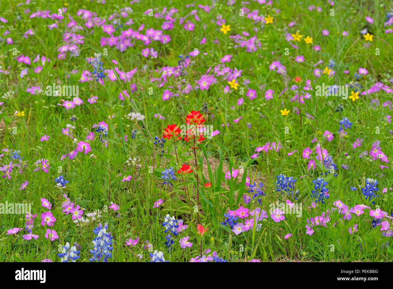 Roadside wildflowers in bloom- phlox, bluebonnets, paintbrush and Texas star, Burnet County, Texas, USA Stock Photo